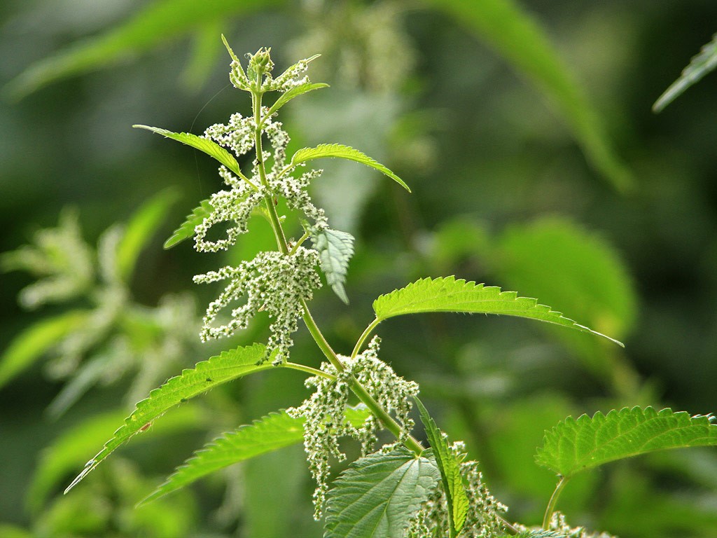 Тополя крапива. Крапива двудомная. Крапива двудомная (Urtica dioica). Крапива коноплёвая. Листья крапивы двудомной ГФ.